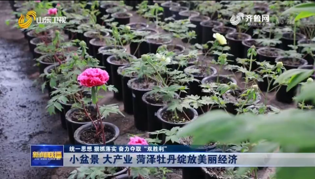 视频|小盆景 大产业 菏泽牡丹绽放美丽经济