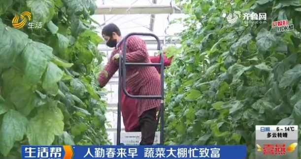 視頻|聊城：人勤春來早 蔬菜大棚忙致富