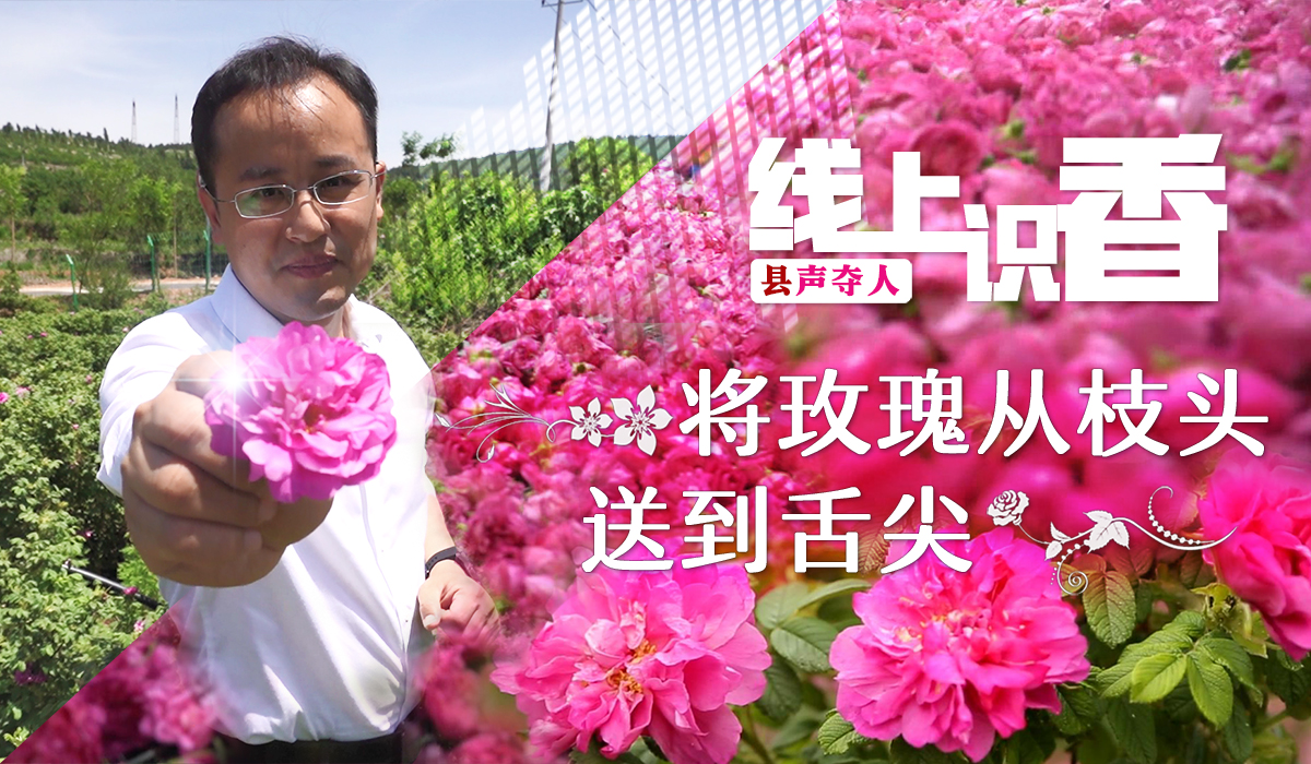 [县声夺人]线上识&ldquo;香&rdquo;，将玫瑰从枝头送到舌尖