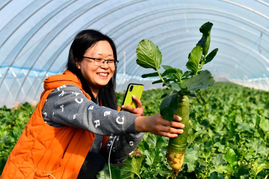 山东潍坊寒亭：小萝卜唱出致富经