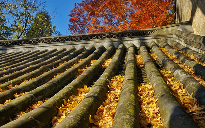 青島嶗山太清宮：古樹爭艷 色彩斑駁