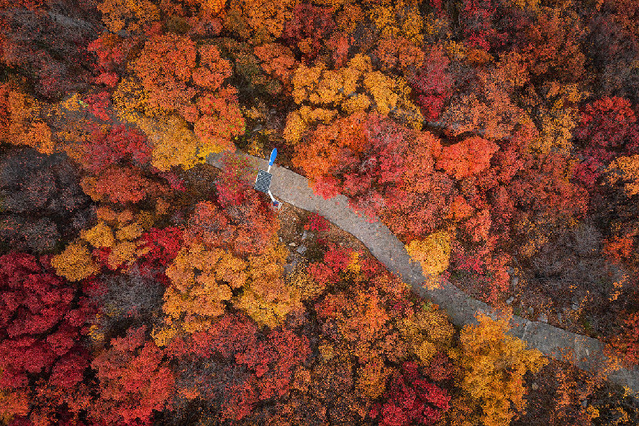 濟南郎茂山初冬紅葉如丹