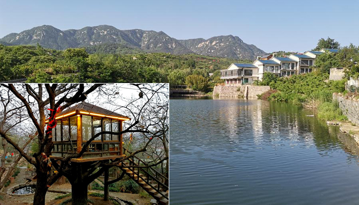 山東蒙陰：&ldquo;樹上&rdquo;的風景