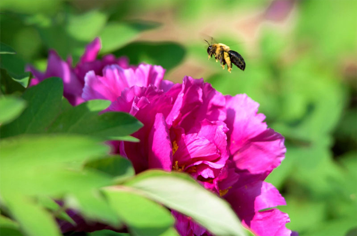 啊~~~~啊~~~牡丹，有颜有质不简单