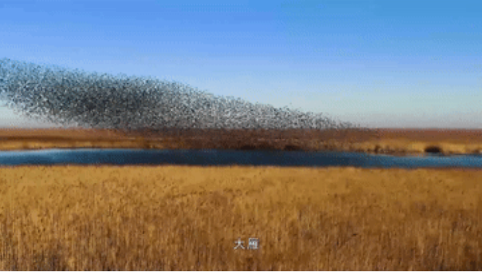 季录山东|大片来袭！在黄河入海口，等待又一个春天！