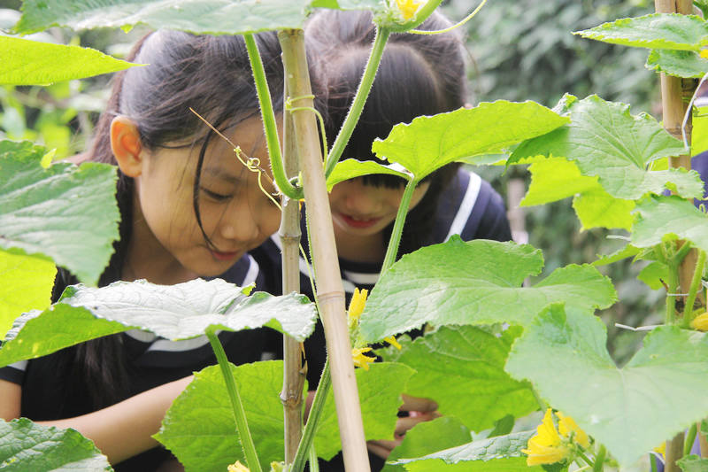 齐鲁实验学校学生在仔细观察黄瓜生长过程