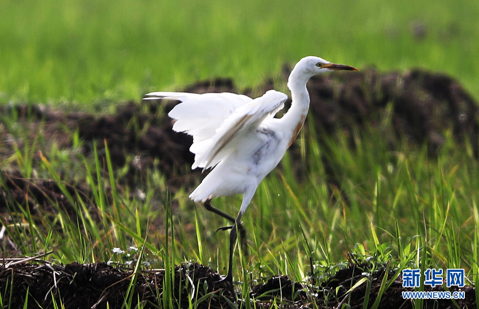 季录山东|稻田美如画 鹭鸟舞翩翩