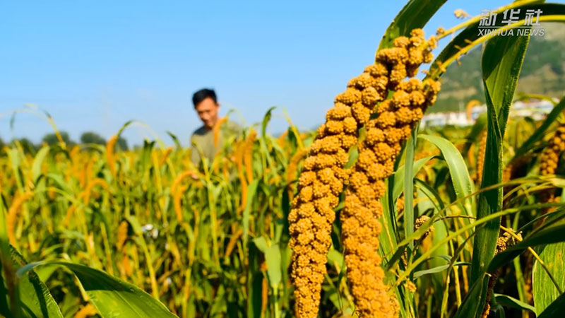 季录山东|瓜果飘香谷满仓