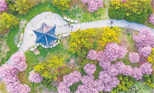山东广饶“口袋公园”美如画 花团锦簇绿意盎然