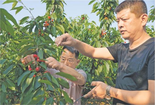 山东冠县：提升果品质量 增强市场竞争力