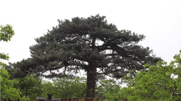 济南现有古树名木33348株 “一树一策”进行保护