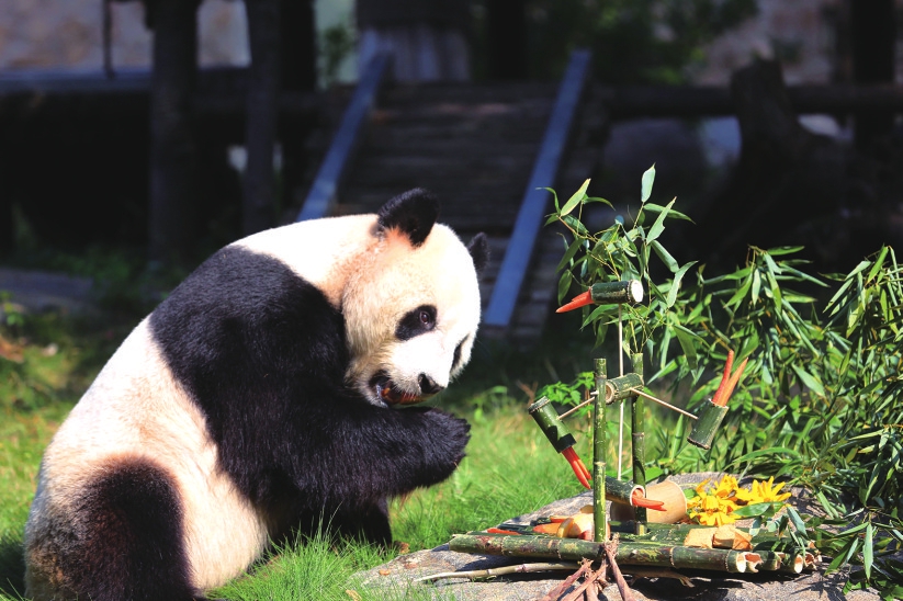 济南动物园“华奥”“雅吉”欢度国际熊猫节