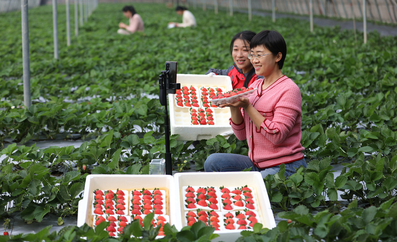 山东沂南：草莓抢鲜上市