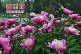 山东菏泽万亩芍药妖娆开放