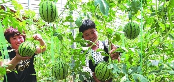 济南：田园采摘受青睐