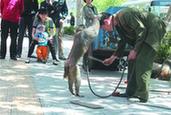 揭秘耍猴人:讨赏钱收获少手艺要失传
