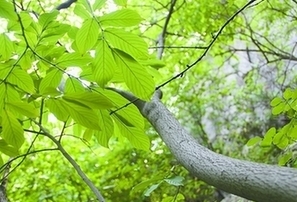 济南首现野生猫乳植物种群