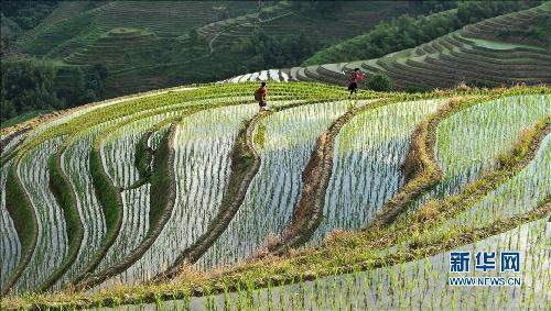 广西桂林龙脊梯田
