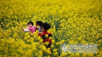 珠海莲洲油菜花