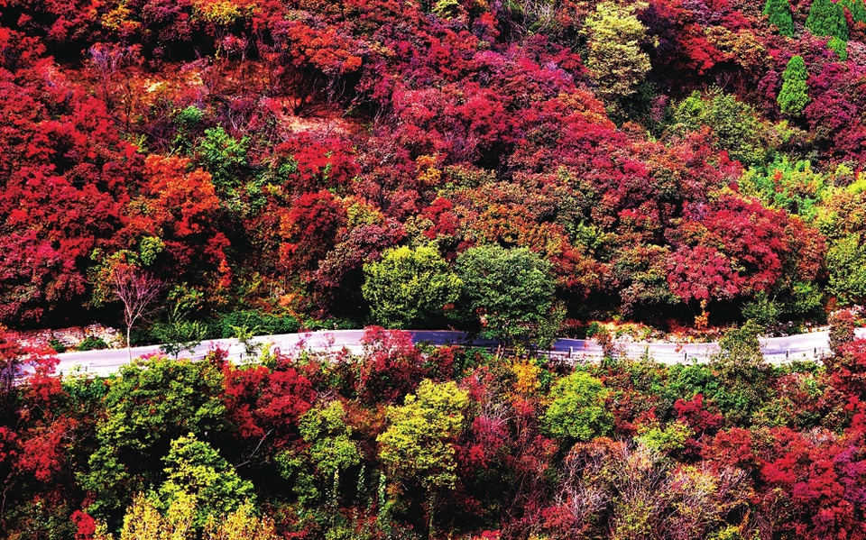 深秋时节,济南红叶谷景区漫山红遍,层林尽染,进入红叶最佳观赏期,也