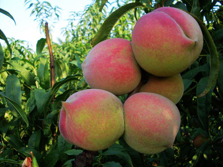 新华网滨州旅游频道--名优特产