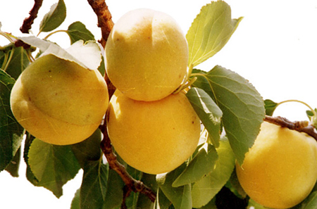 新华网滨州旅游频道--名优特产