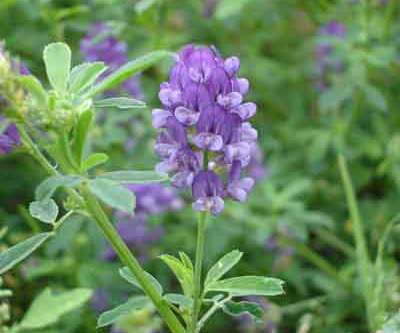 新华网滨州旅游频道--名优特产